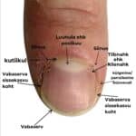 Küünetehnikute baasteadmised ja tööpõhimõtted