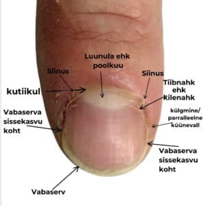 Küünetehnikute baasteadmised ja tööpõhimõtted